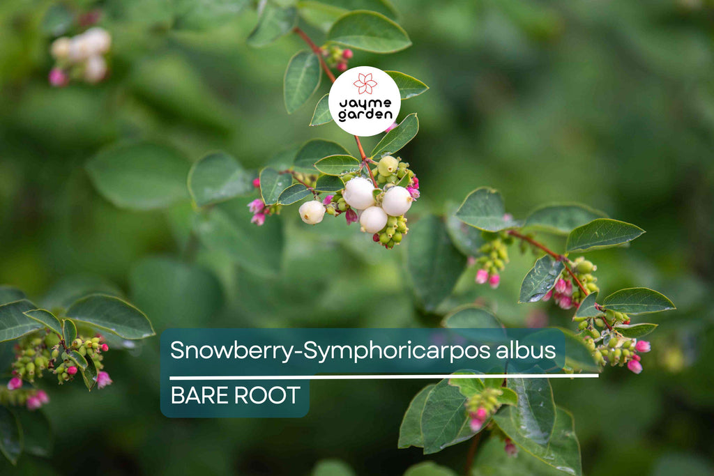 Snowberry Symphoricarpos Albus | 12-24" Tall Bare Root Plants | White Berries | Hardy Shrub for Wildlife | USDA Zones 3-7
