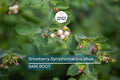 Snowberry Symphoricarpos Albus | 12-24" Tall Bare Root Plants | White Berries | Hardy Shrub for Wildlife | USDA Zones 3-7