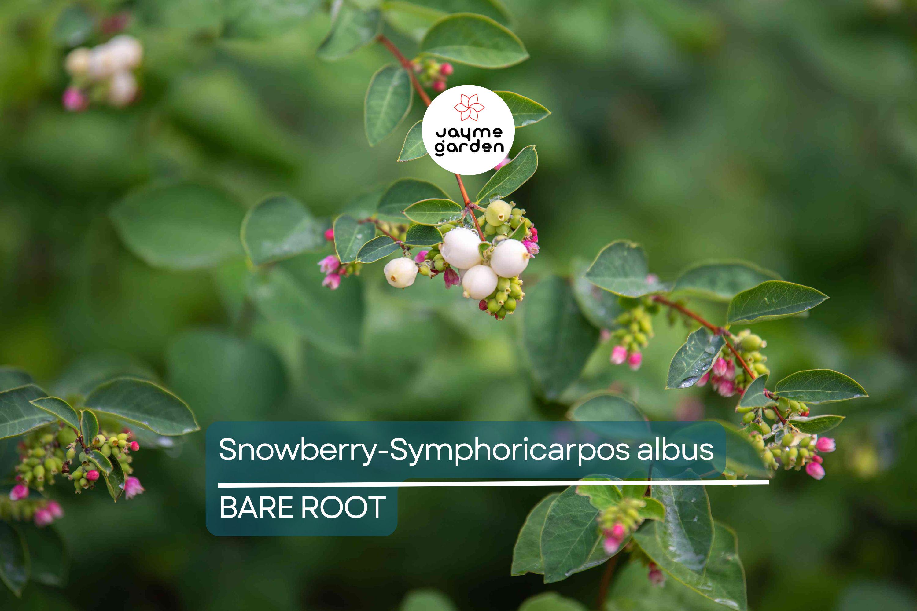 Snowberry Symphoricarpos Albus | 12-24" Tall Bare Root Plants | White Berries | Hardy Shrub for Wildlife | USDA Zones 3-7