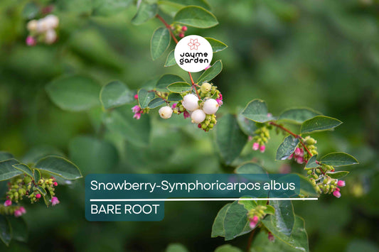 Snowberry Symphoricarpos Albus | 12-24" Tall Bare Root Plants | White Berries | Hardy Shrub for Wildlife | USDA Zones 3-7