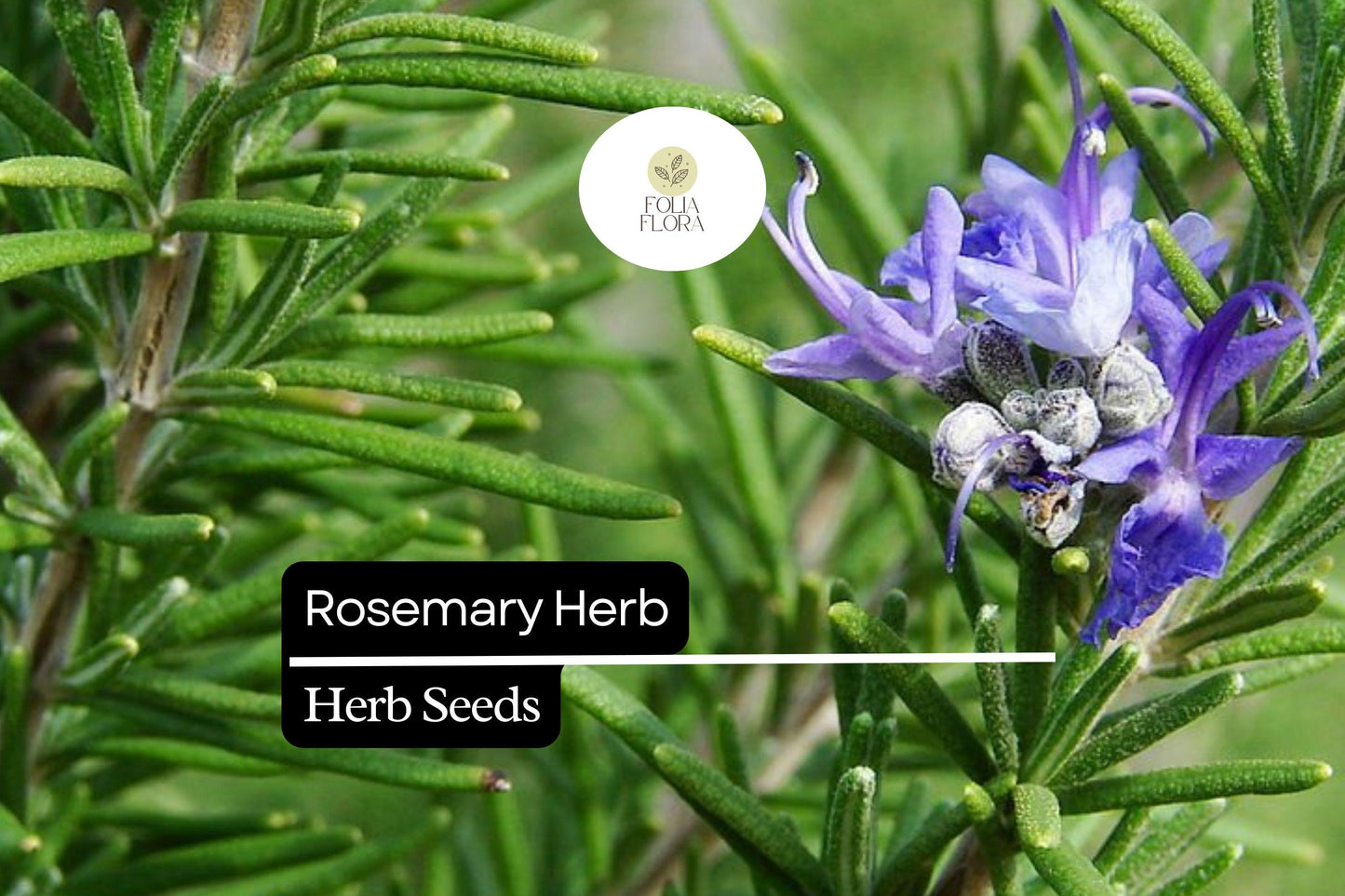 100 Seeds Rosemary (Salvia rosmarinus) – Aromatic Herb for Culinary and Ornamental Gardens