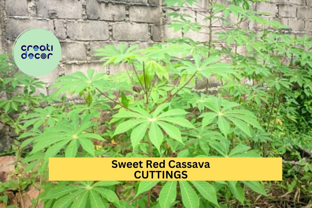 5 Organic Sweet Red Cassava Cuttings – Manihot esculenta | Yuca Stems for Planting | Tropical Edible Root Crop for Warm Climate Gardens
