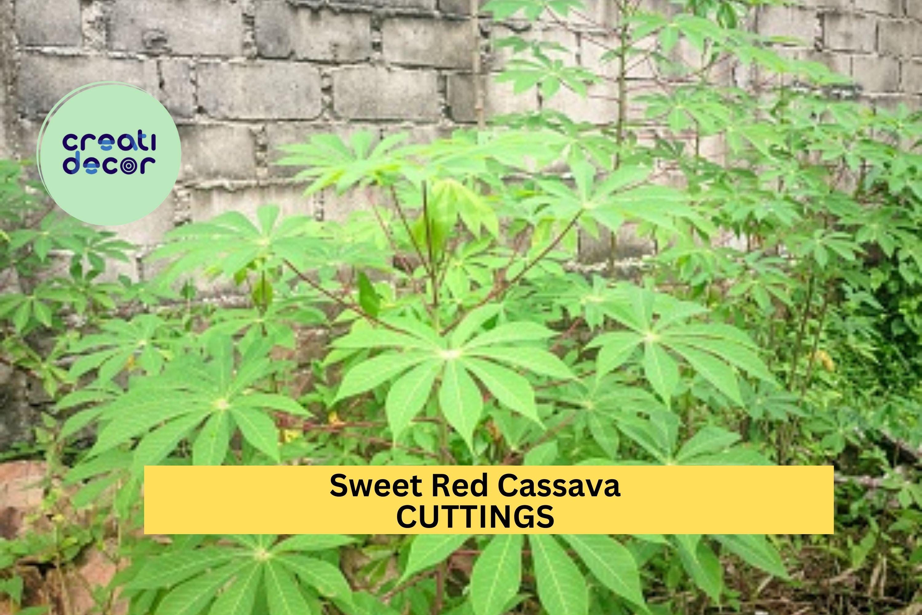 5 Organic Sweet Red Cassava Cuttings – Manihot esculenta | Yuca Stems for Planting | Tropical Edible Root Crop for Warm Climate Gardens