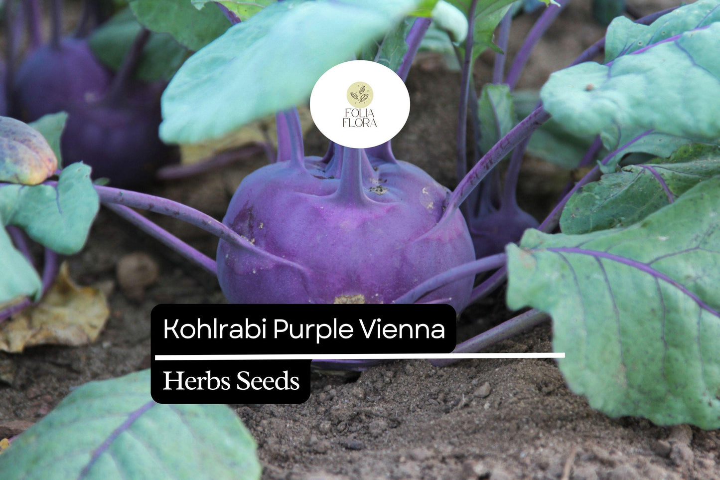 500 Purple Vienna Kohlrabi Seeds – Heirloom, Crisp & Sweet, Non-GMO, Cold Hardy, Easy to Grow