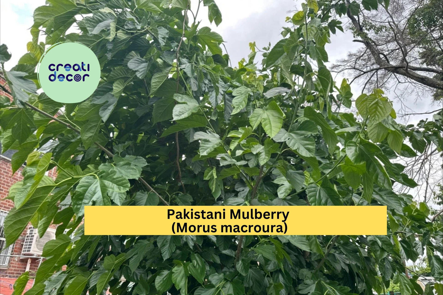 Pakistani Mulberry Tree | Live Rooted Cutting | Morus macroura Fruit Tree Starter for Outdoor Orchard or Home Garden