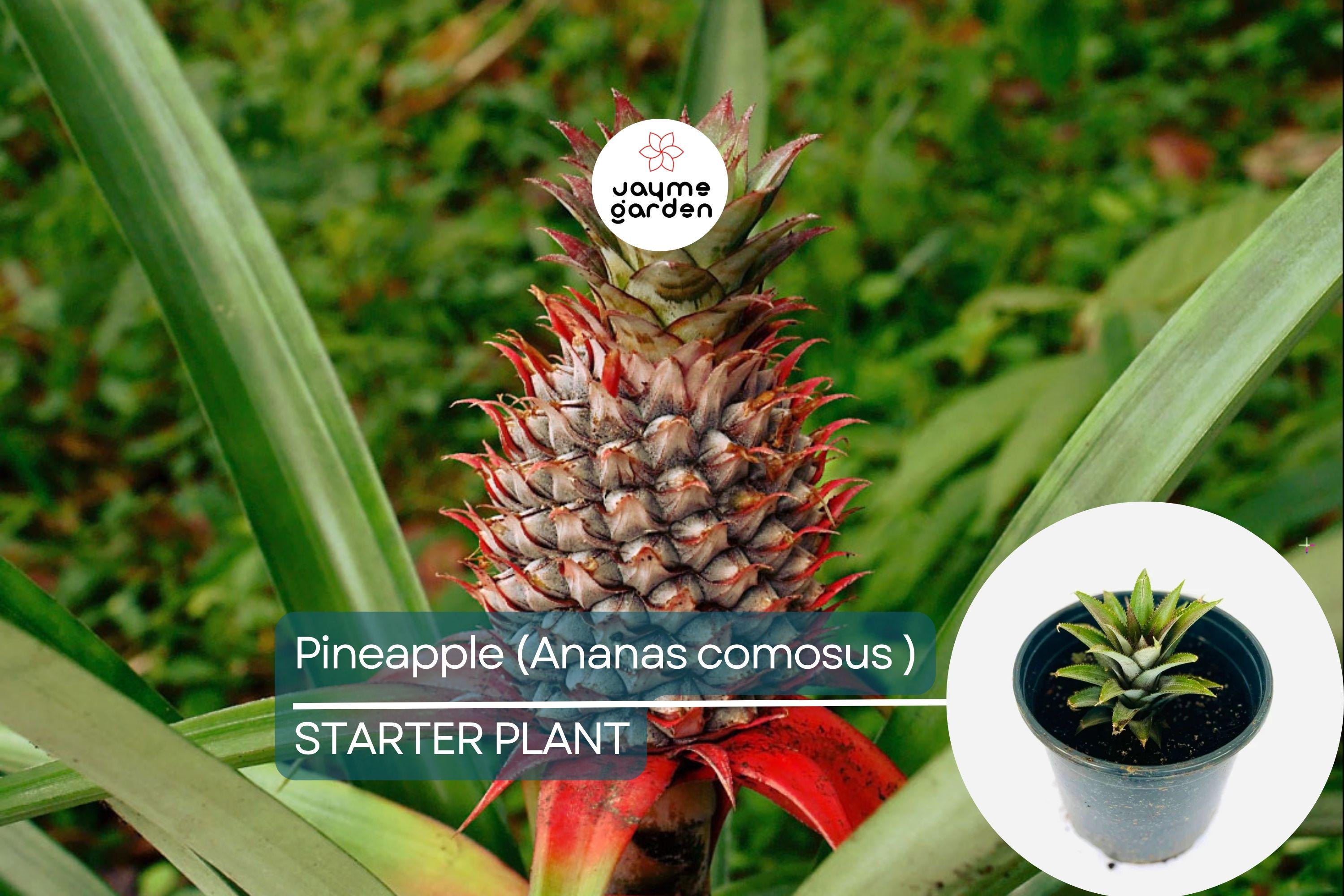 Pineapple Starter Plant (Ananas comosus) Sweet Tropical Fruit Live Plant 12”-24” | Easy Care & Juicy Homegrown Fruit