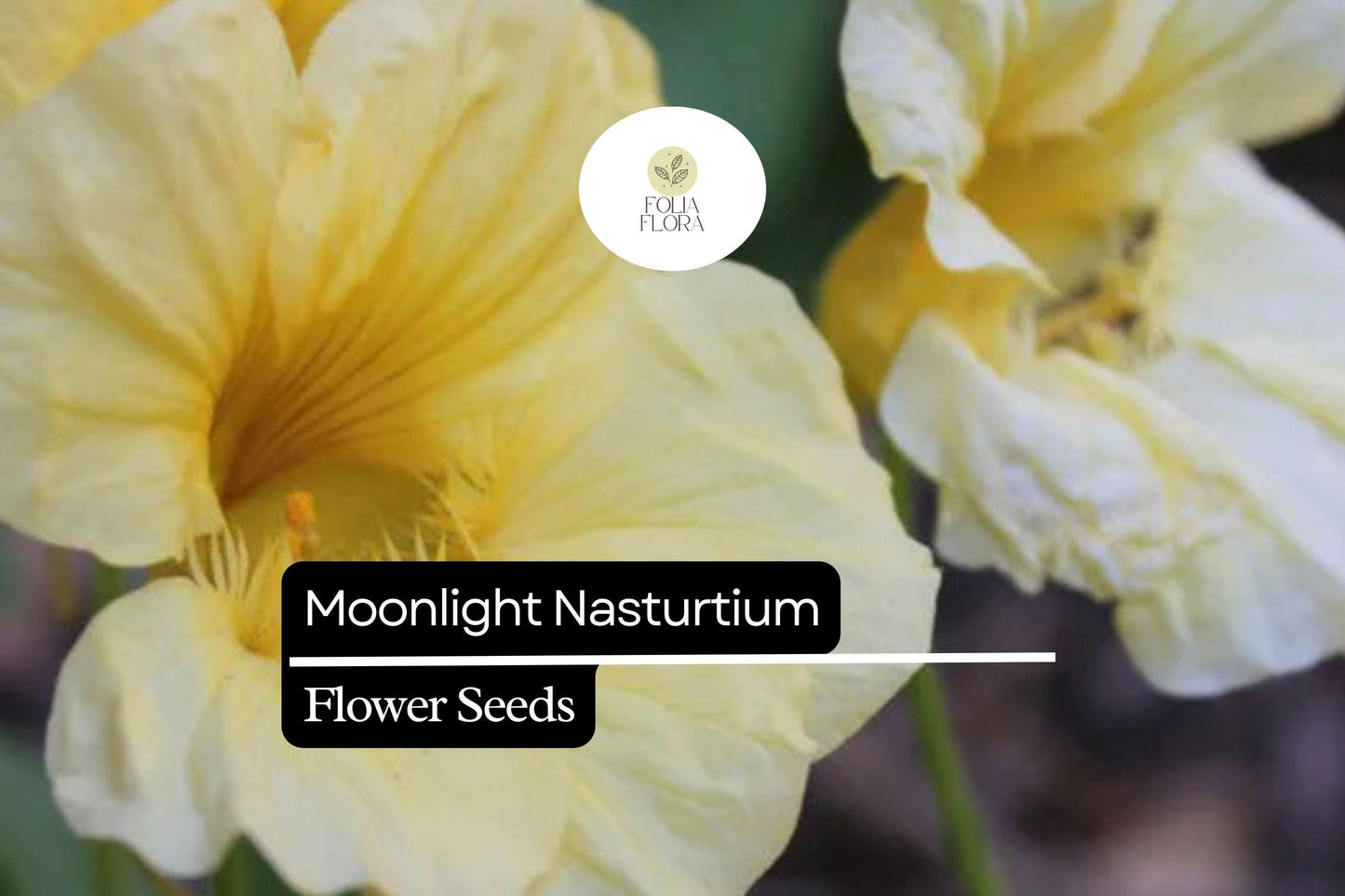 15 Seeds Moonlight Nasturtium (Tropaeolum majus) – Soft Creamy-Yellow Blooms, Edible Flowers & Leaves