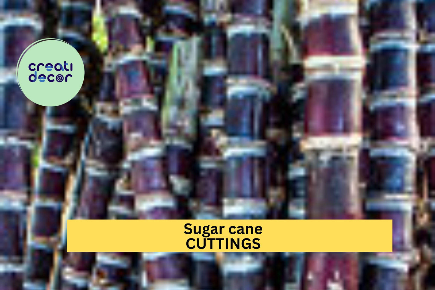 Black Sugar Cane Starter Plants | 2 Rooted Vietnamese Cuttings | Rare Purple Cane Variety | Grow Your Own Sugarcane at Home