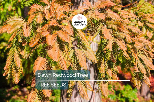 25 Dawn Redwood Tree Seeds (Metasequoia glyptostroboides) – Fast-Growing Hardy Bonsai, Fall Color, USDA Zones 5-8, Rare Garden Treasure