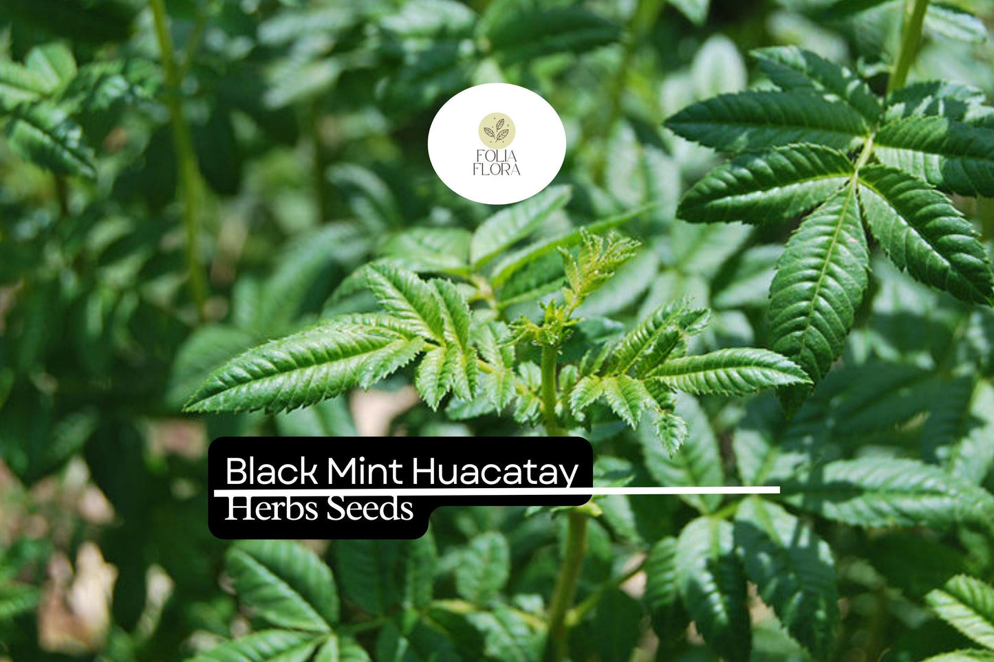 100mg Black Mint Seeds Tagetes minuta Huacatay | Aromatic Herb, Non-GMO, Culinary Uses, Easy to Grow, Unique Flavor, Annual