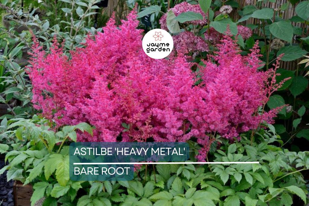 Astilbe 'Heavy Metal' Bare Root Plant | Ruby Red Blooms | Shade-Loving Perennial | 2-3 Eye Healthy Roots | Deer & Rabbit Resistant