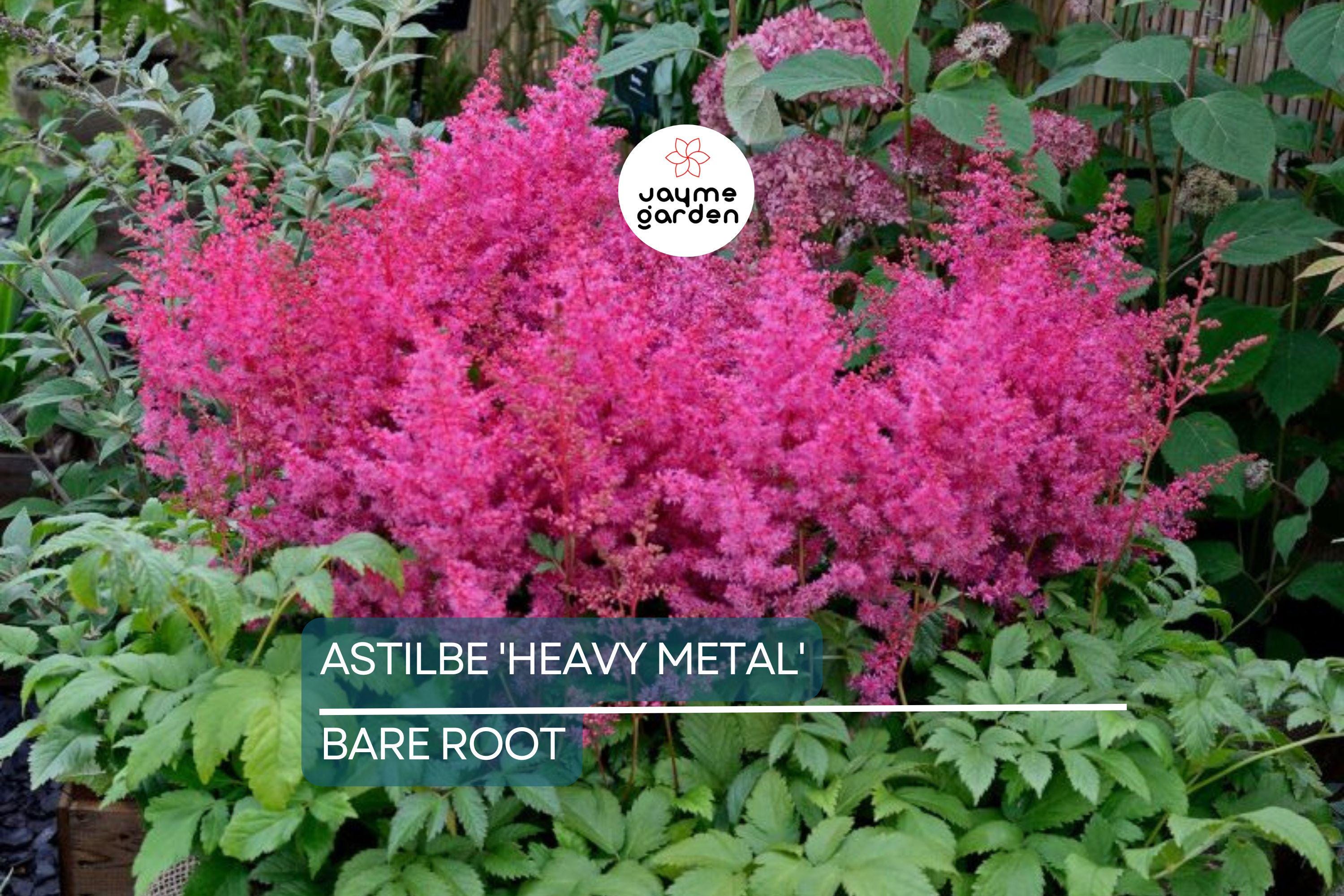 Astilbe 'Heavy Metal' Bare Root Plant | Ruby Red Blooms | Shade-Loving Perennial | 2-3 Eye Healthy Roots | Deer & Rabbit Resistant