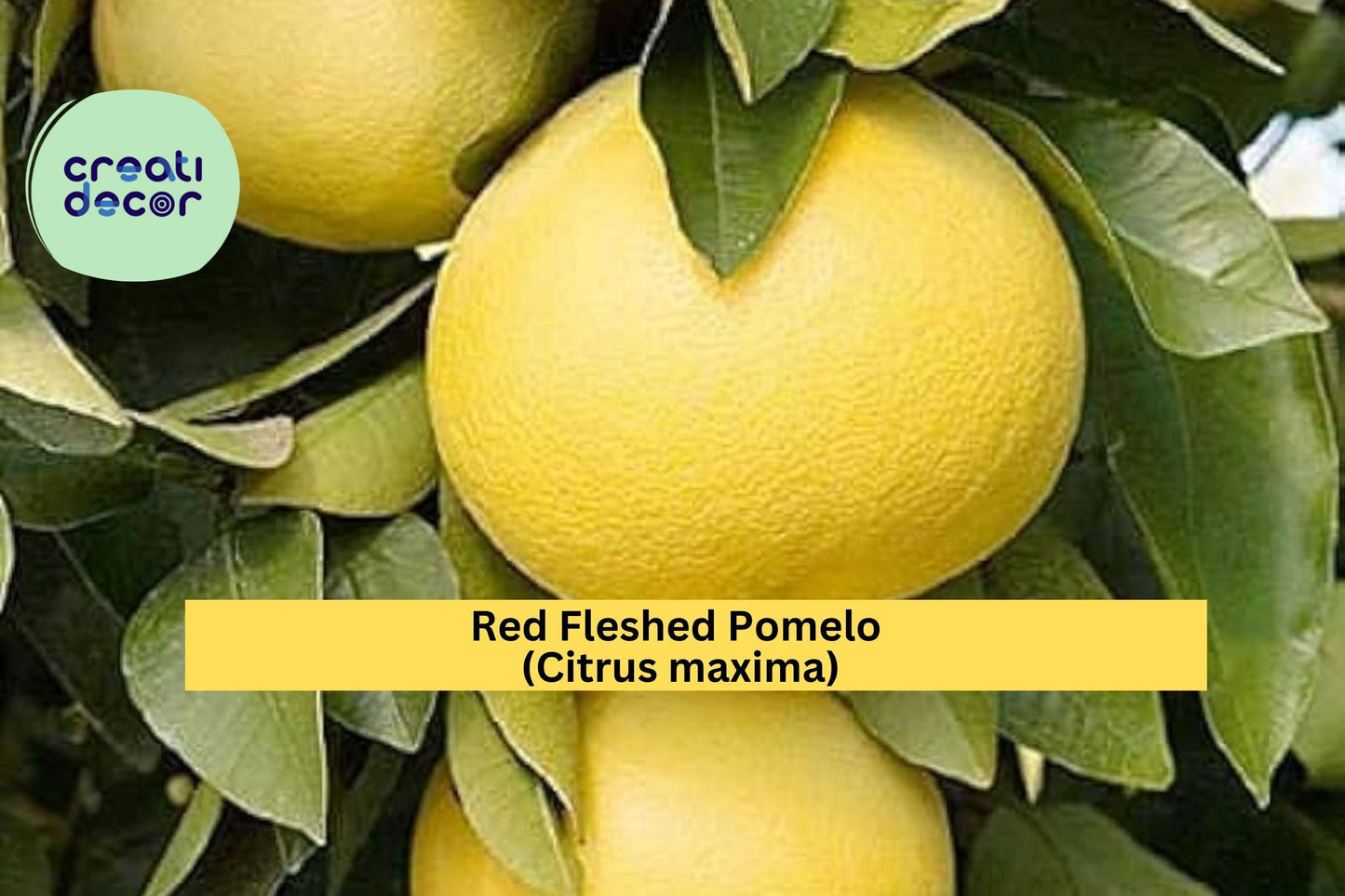Red Fleshed Pomelo Scion Cuttings 6–8" – Citrus maxima – 3 Grafting Wood Sticks for Rooting or Propagation