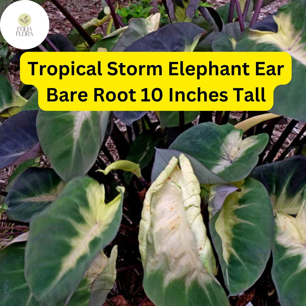 1 Colocasia esculenta ‘Tropical Storm’ - Elephant Ear Bare Root Live Plant 10” - Exotic Foliage