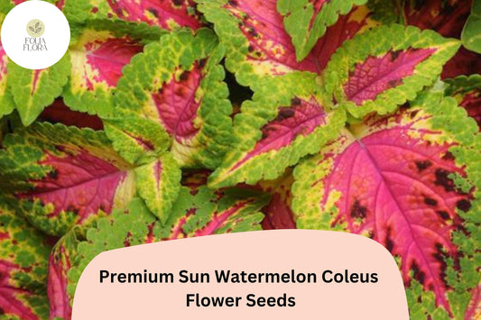 25+ Sun Watermelon Coleus Seeds for Planting | Premium Shade Plant | Pink Green Foliage Annual | Garden Bedding Seeds