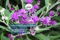 Vernonia noveboracensis | New York Ironweed | Starter Plant Plug | Live Plant