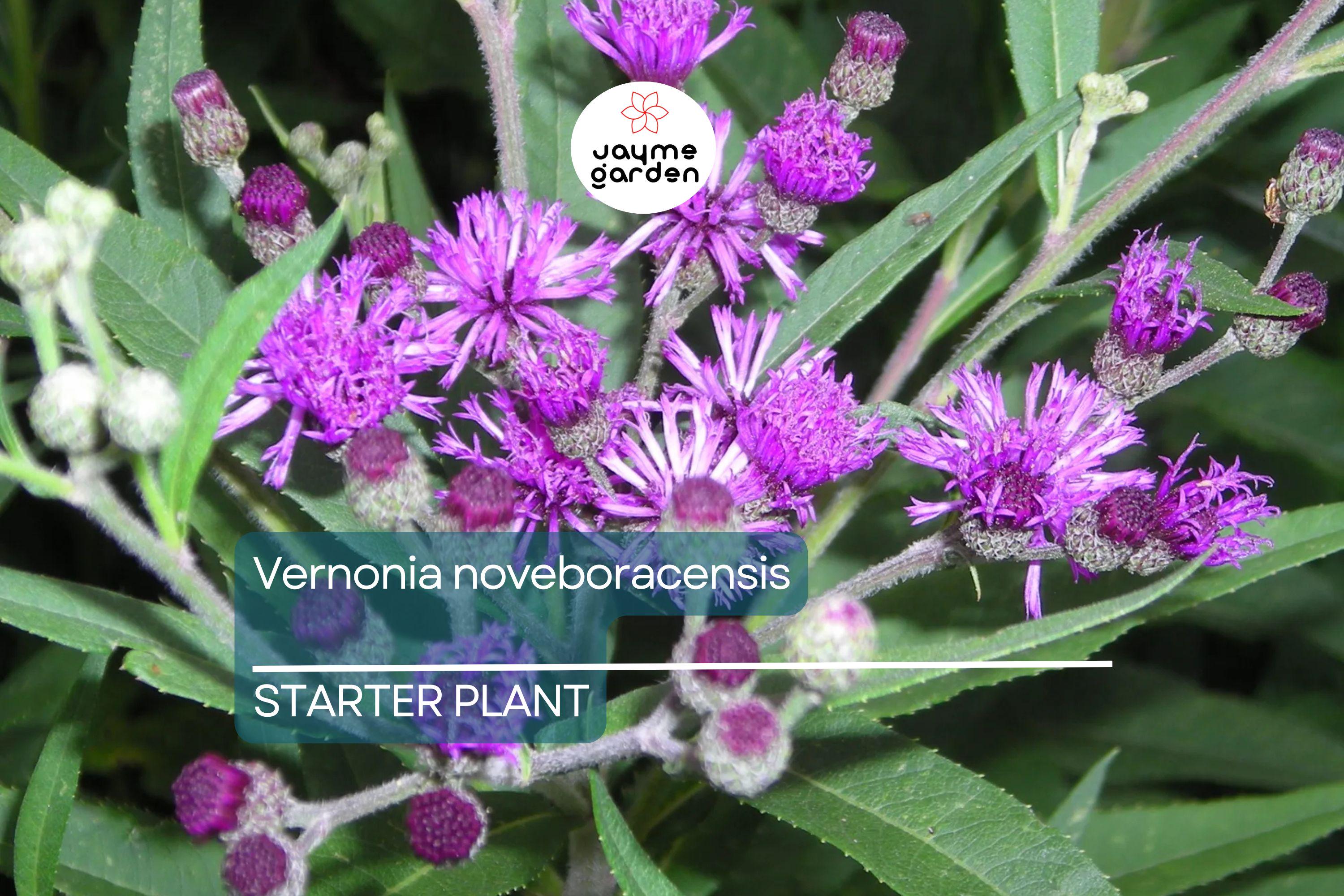 Vernonia noveboracensis | New York Ironweed | Starter Plant Plug | Live Plant