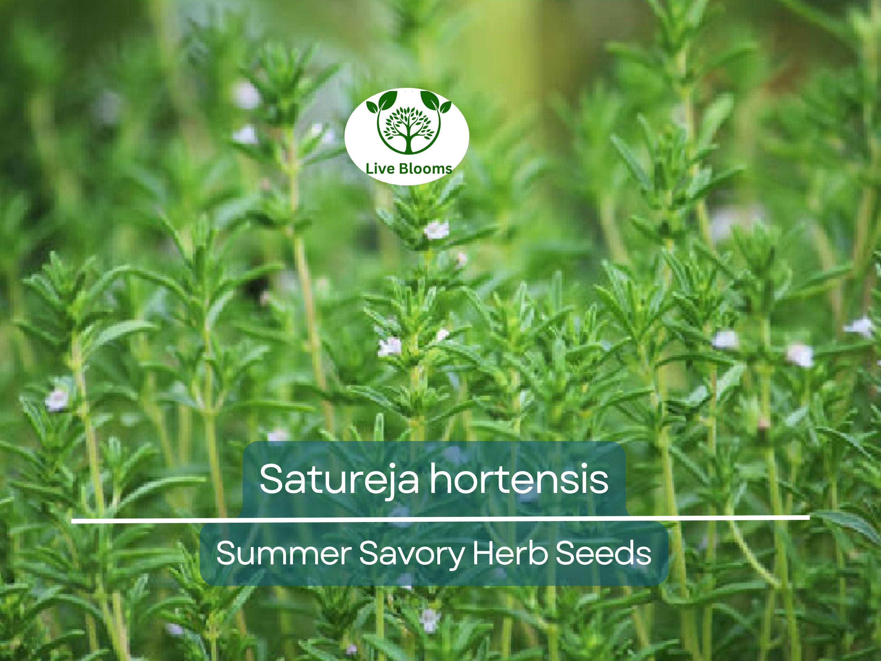 500 Summer Savory Seeds for Planting - Satureja hortensis - Fresh Herb for Cooking, Garden, Mediterranean Dishes, & Herbal Teas
