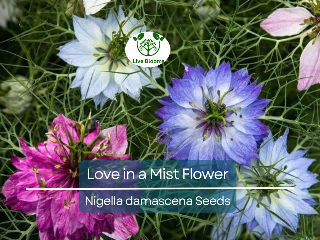 500 Love in a Mist Flower Seeds (Nigella damascena) | Persian Jewels Mix, Annual, Vibrant Colors, Easy to Grow, Garden Flowers