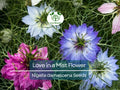 500 Love in a Mist Flower Seeds (Nigella damascena) | Persian Jewels Mix, Annual, Vibrant Colors, Easy to Grow, Garden Flowers