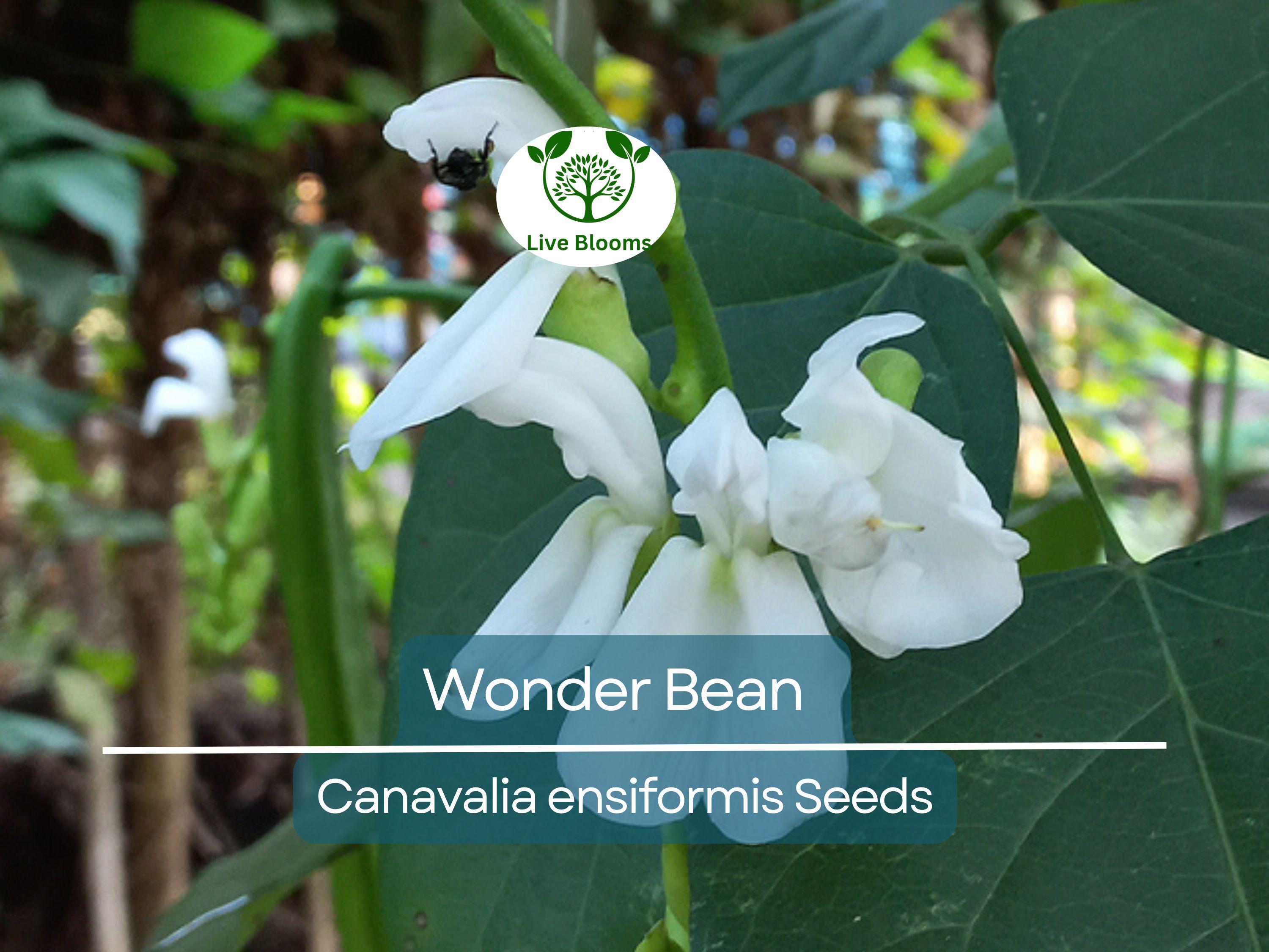 10 Wonder Bean Seeds - Giant Jack/Sword Beans (Canavalia ensiformis) - High-Yield, Easy to Grow, Edible Legume for Garden or Vine