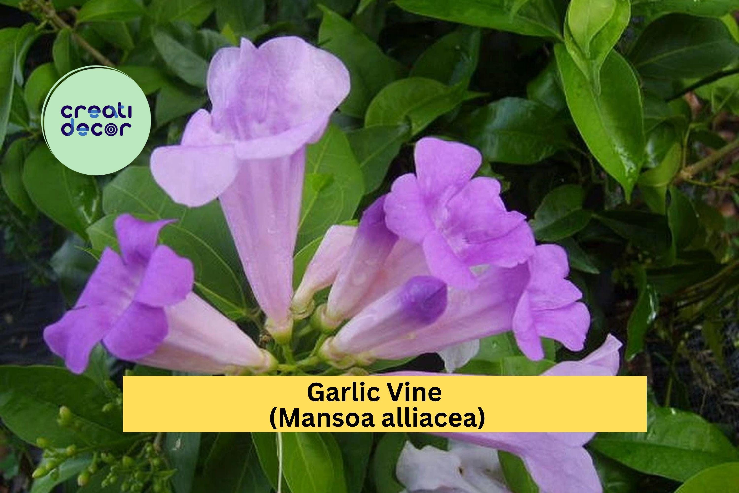 Garlic Vine – Mansoa alliacea Live Semi-Tropical Vine Plant, Showy Purple Trumpet Flowers Blooming Spring ,Fall for Trellises & Arbors