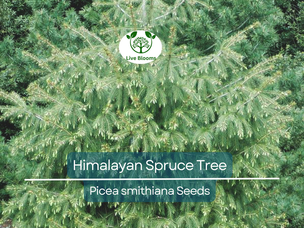 20 Himalayan Spruce Tree Seeds | Picea smithiana | Giant Tall Conifer | Morinda | Fast-Growing Evergreen Tree | Hardy, Large Tree for Garden