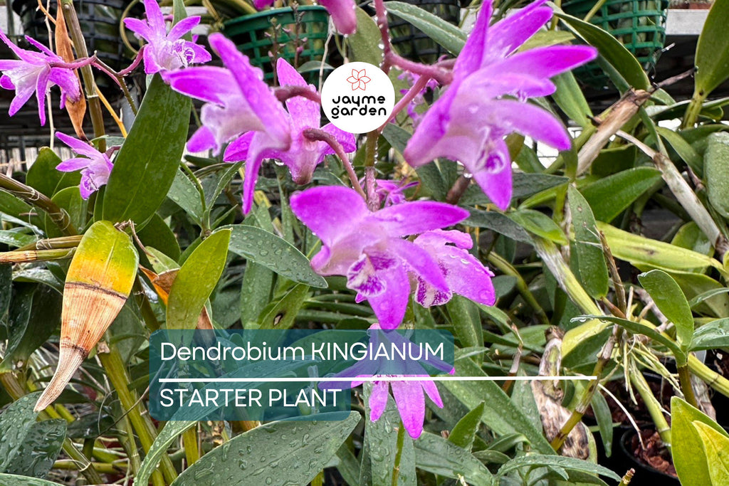 Dendrobium kingianum Orchid | Fragrant Pink Miniature Flower | 5-Inch Bare Root Starter Plant | Easy to Grow for Beginners