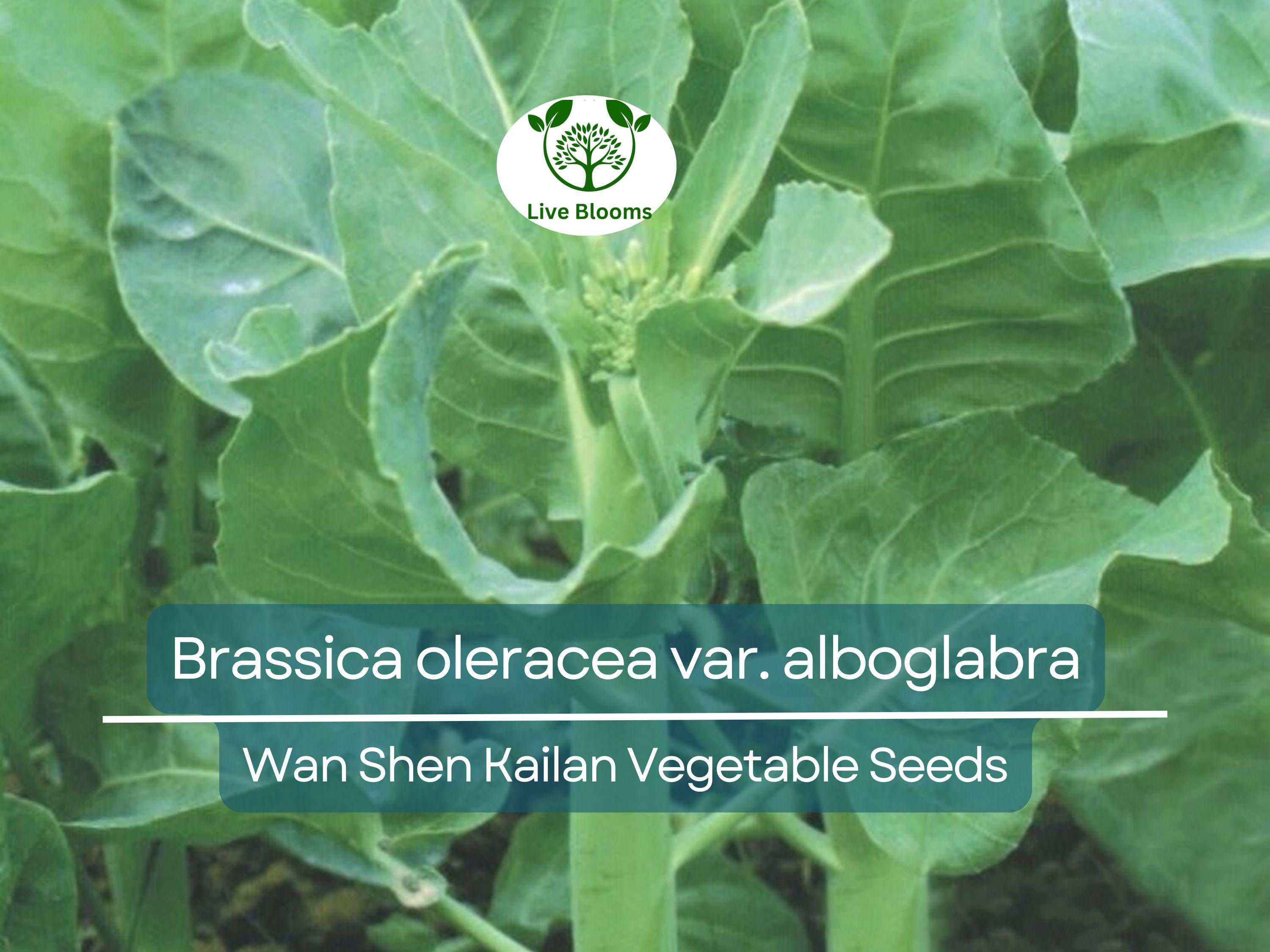 150 Seeds Wan Shen Kailan - Brassica oleracea var. alboglabra | Open Pollinated Asian Green for Planting & Culinary Use