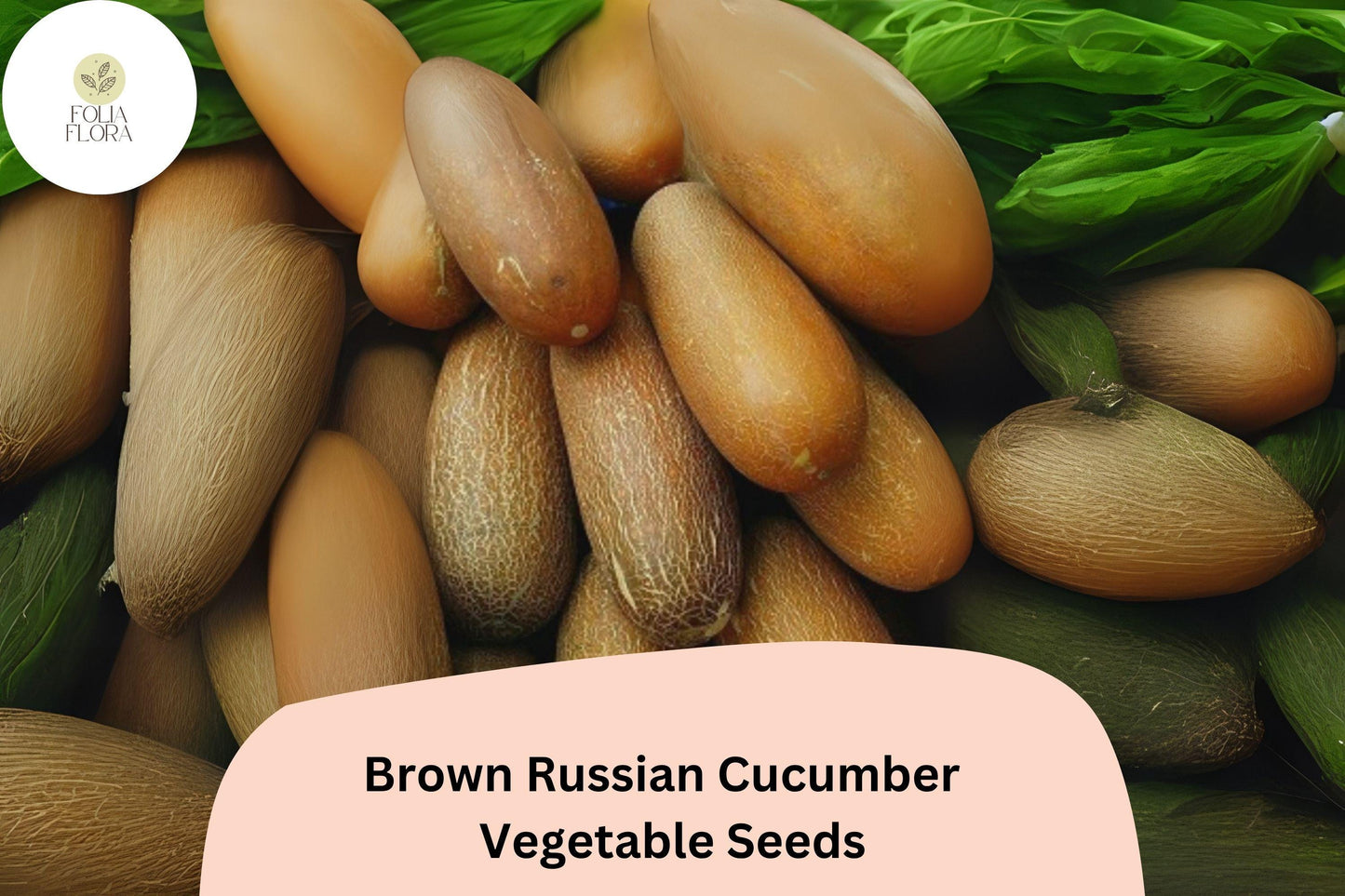 25+ Brown Russian Cucumber Seeds | Rare Heirloom Variety | Crisp Sweet Flavor | Non-GMO Garden Planting