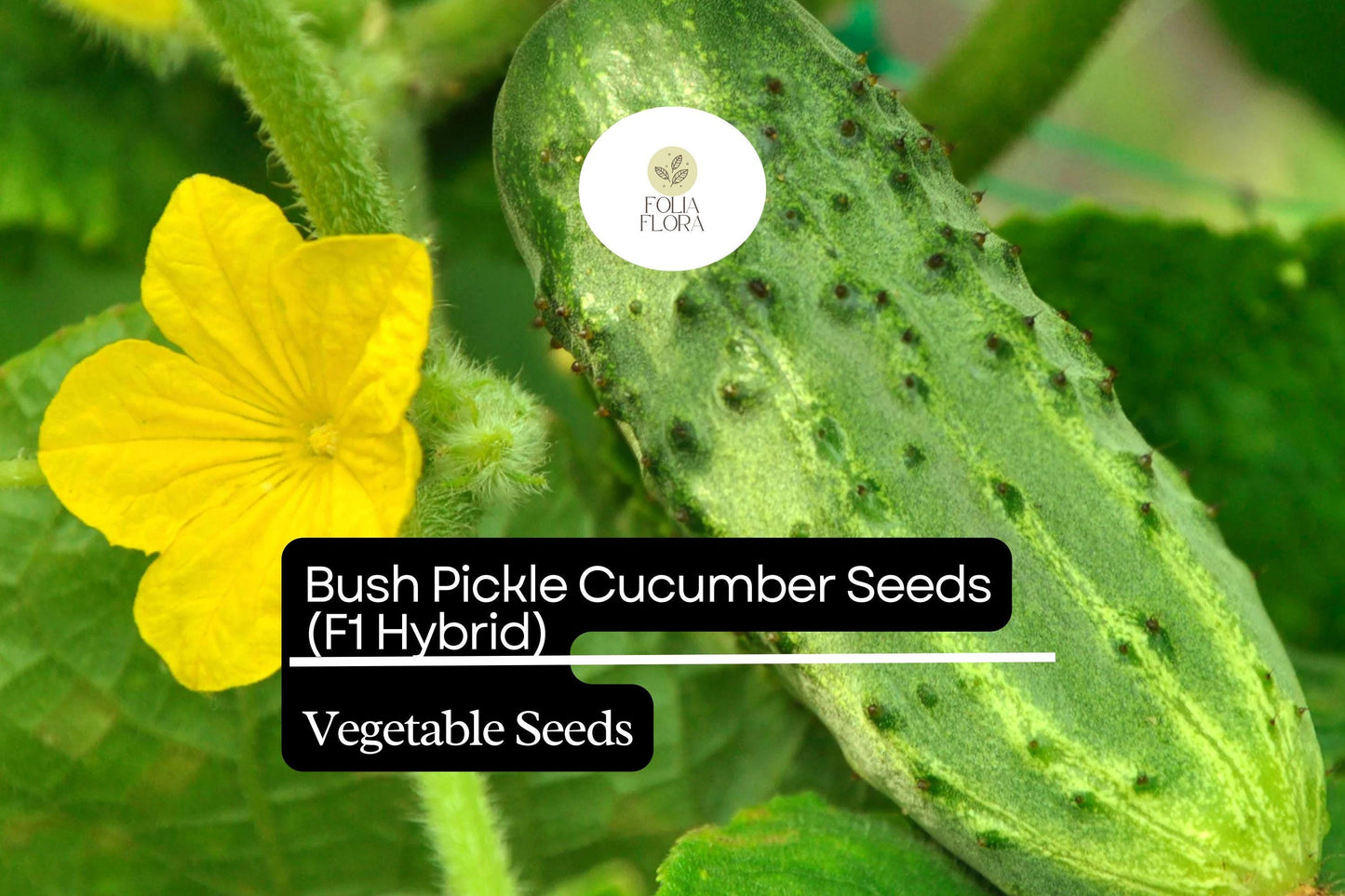 15 Seeds Bush Pickle Cucumber (Cucumis sativus) - Compact F1 Hybrid Variety for Gardens & Containers