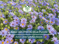 200 Aster AROMATIC Blue Purple Perennial Seeds, Heirloom, Fall Blooms, Non-GMO, Fragrant, Hardy, Garden Flowers