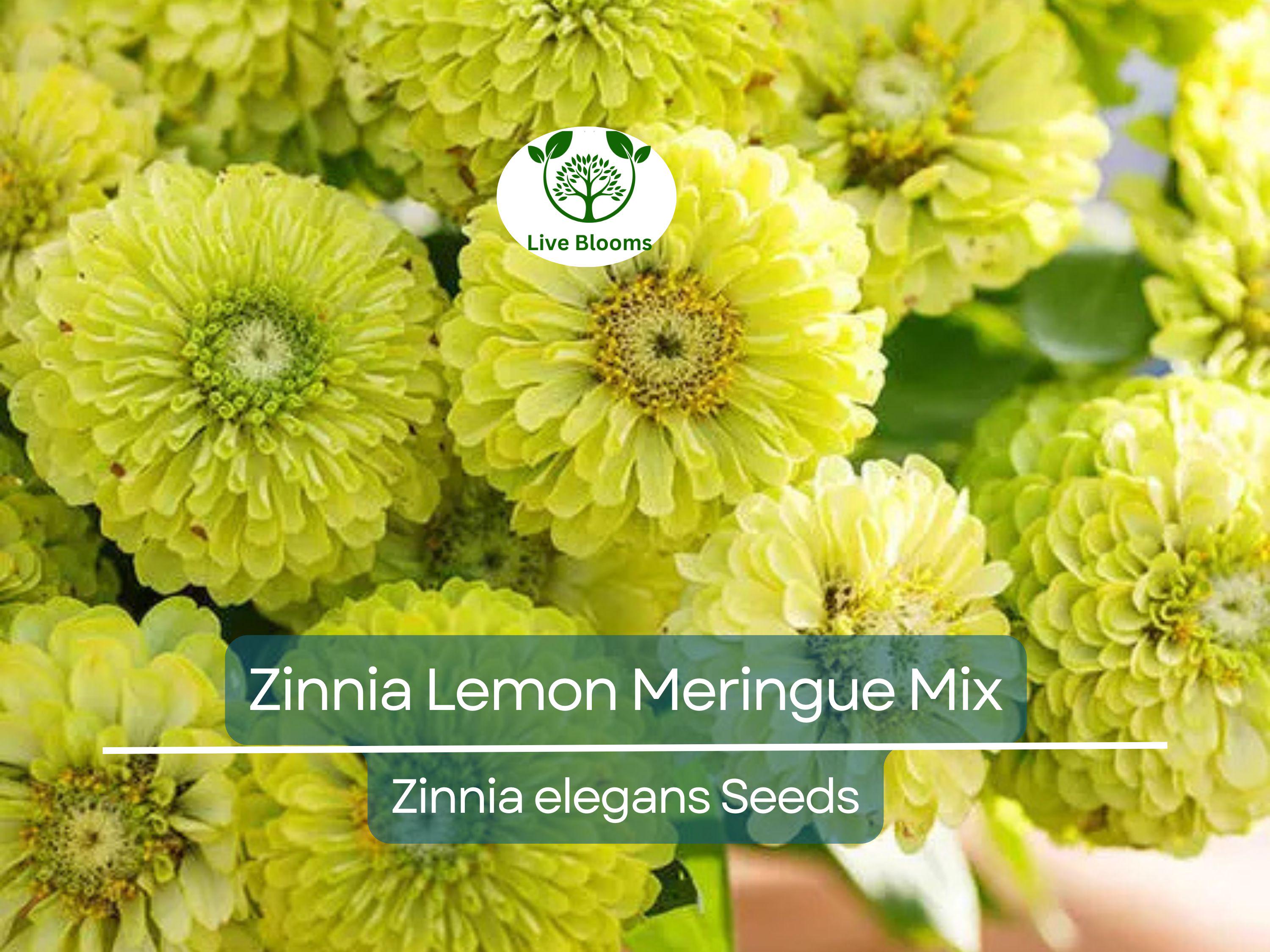 200 Seeds Zinnia Lemon Meringue Mix, Pollinators & Butterflies, Non-GMO, Bright Yellow Flowers, Garden Plants, Easy to Grow, Annual Blooms