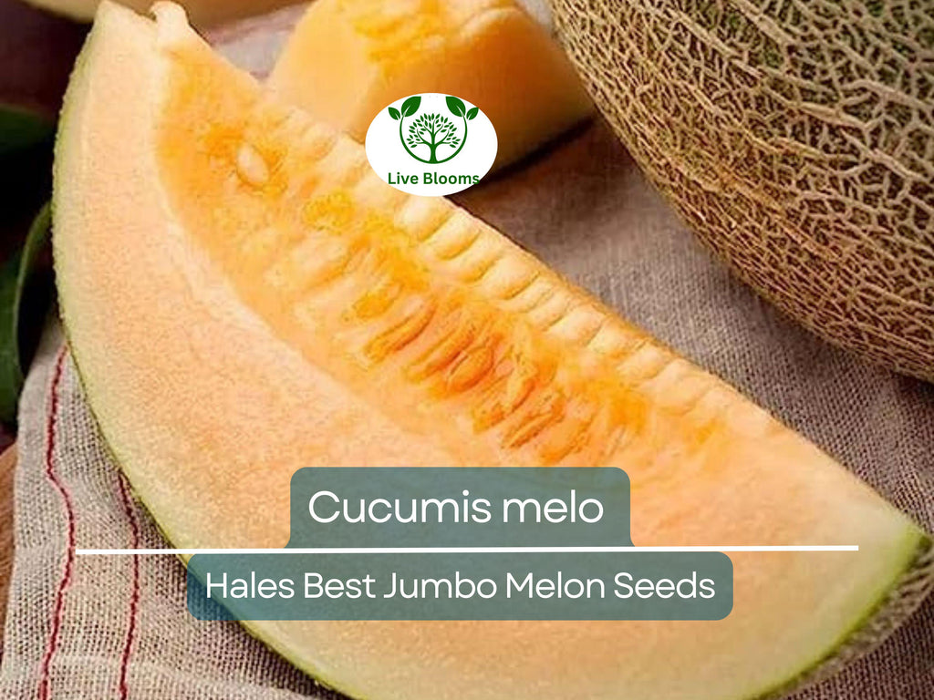 35 Seeds Hales Best Jumbo Melon – Cantaloupe (Cucumis melo) Heirloom, Sweet & Juicy, Perfect for Planting and Growing in Home Gardens
