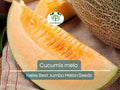 35 Seeds Hales Best Jumbo Melon – Cantaloupe (Cucumis melo) Heirloom, Sweet & Juicy, Perfect for Planting and Growing in Home Gardens
