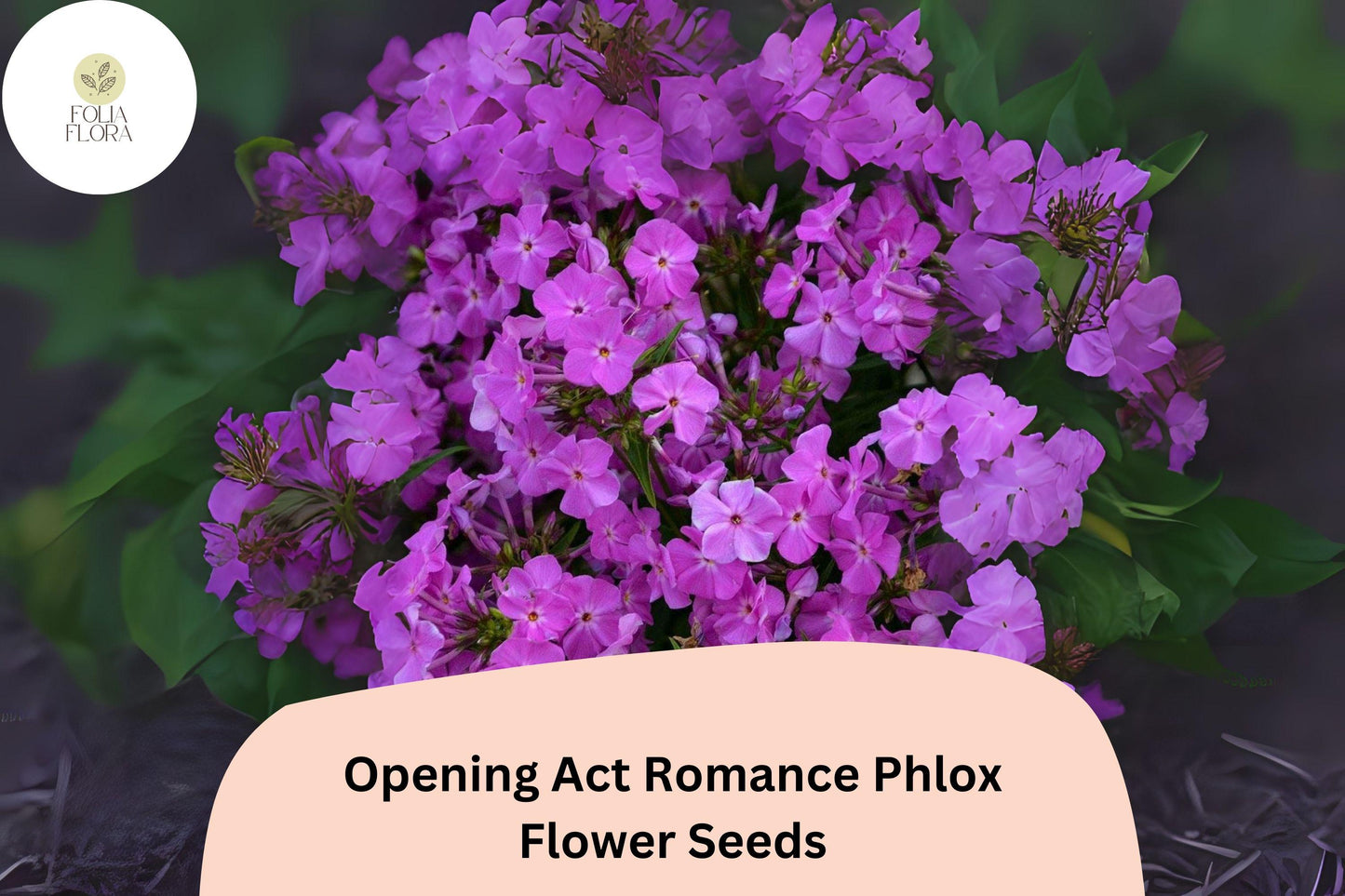 100+ Opening Act Romance Phlox Seeds – Perennial Garden Flower Seeds, Phlox paniculata Hybrid