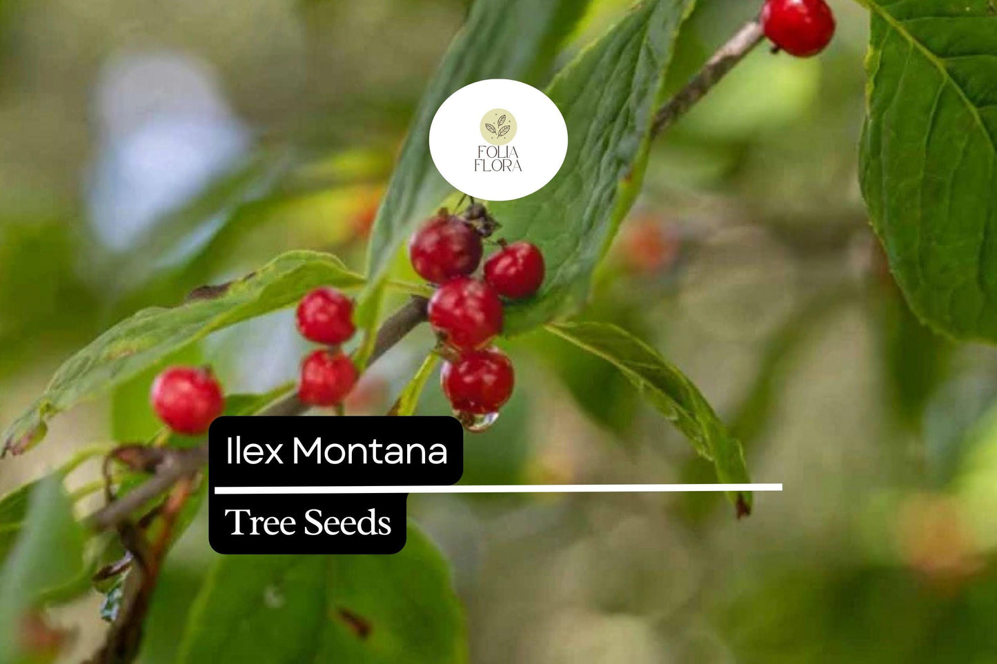 500mg Ilex Montana, Mountain Holly, Evergreen Shrub Seeds, Hardy Berry Plant