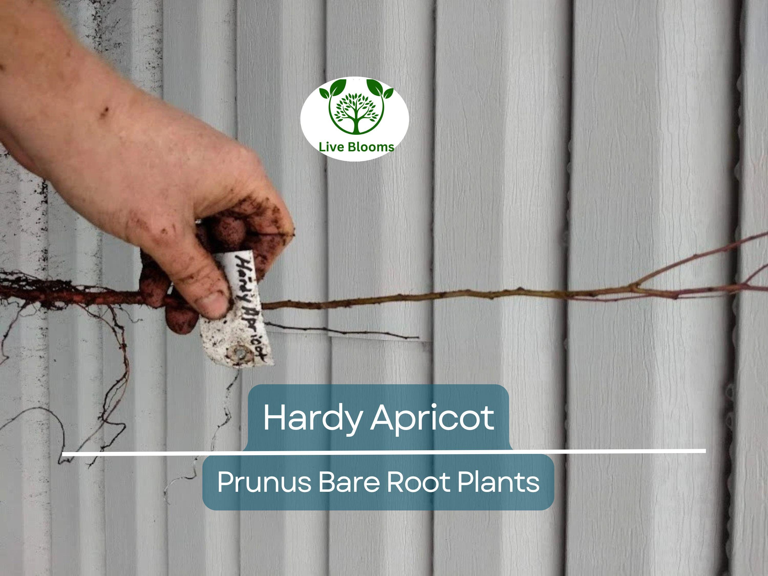 1 Hardy Apricot Tree - Bare Root Edible Tree (Prunus armeniaca) Zones 5-8, Self-Pollinating, Cold Hardy Fruit Tree/Shrub for Home Garden