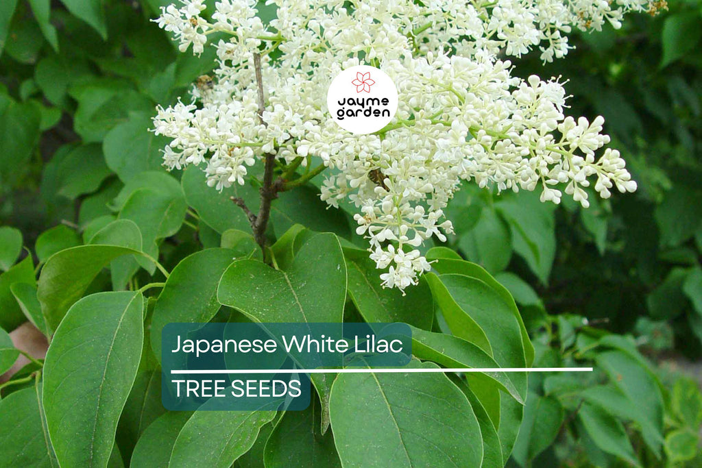 25 Japanese White Lilac Tree Seeds (Syringa reticulata) – Cold Hardy, Fragrant Flowers, 30ft Tall