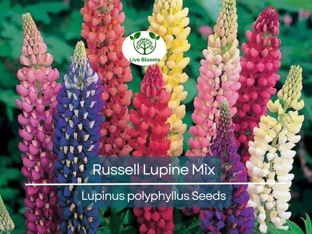 50 Seeds Russell Lupine Mixed Colors Perennial (Lupinus polyphyllus), Attracts Hummingbirds & Bees, Non-GMO, Beautiful Garden Flowers