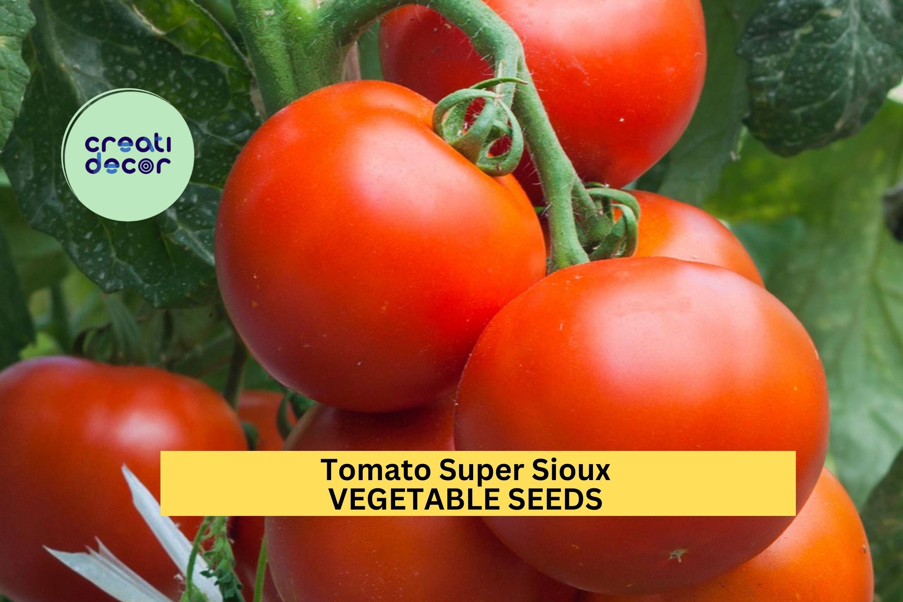 3pcs of 100mg Super Sioux Tomato Seeds – Heat‑Tolerant Heirloom for Hot Climates, Juicy Red Slicer & Container Gardens