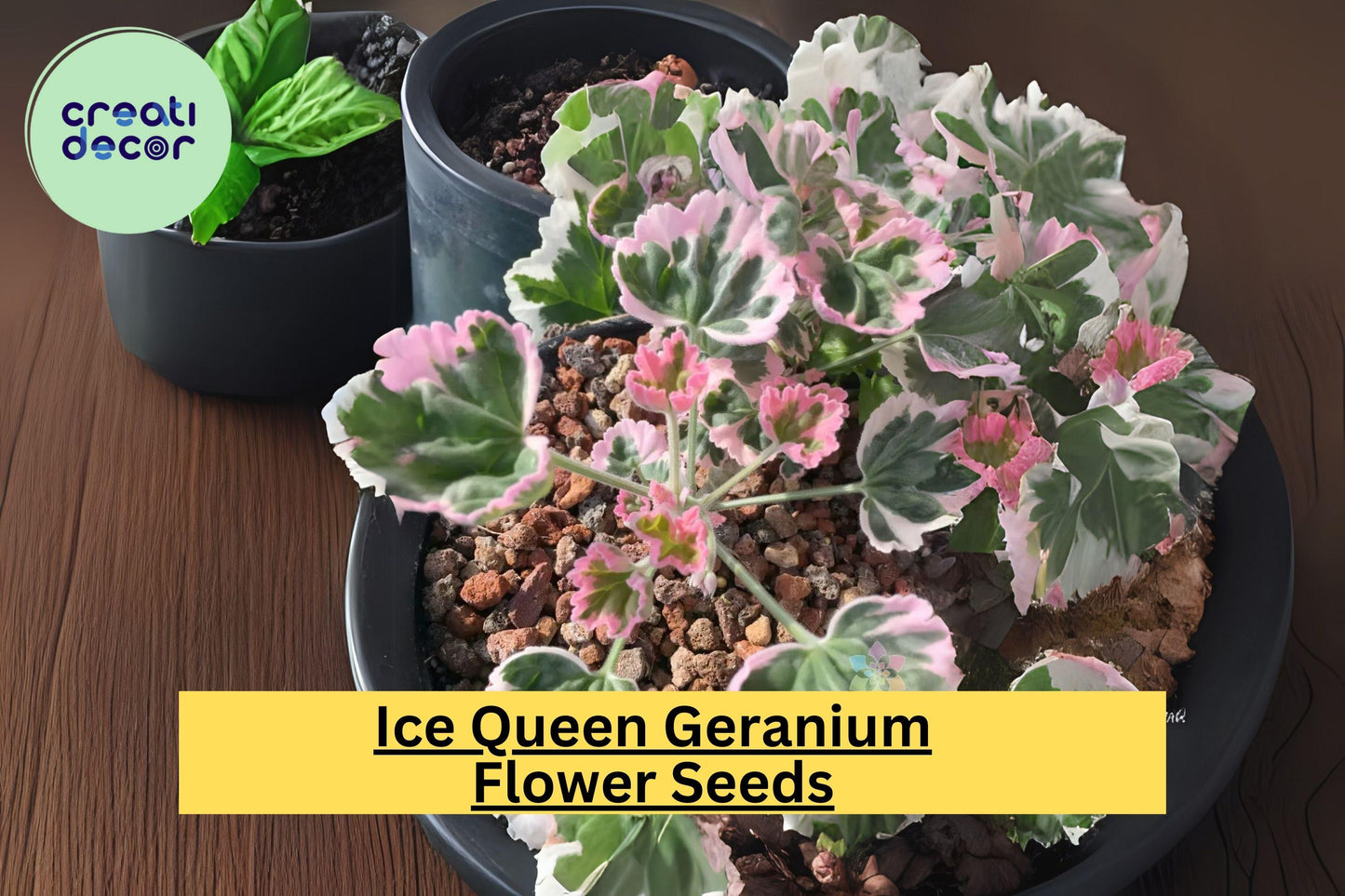 25+ Ice Queen Geranium Seeds - Rare Frosty White Blooms - Easy to Grow Flowering Plant for Gardens, Containers & Borders
