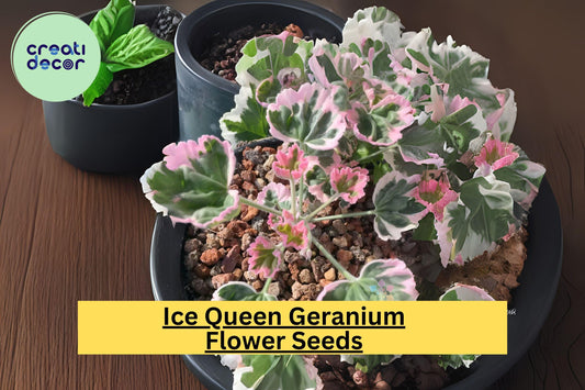 25+ Ice Queen Geranium Seeds - Rare Frosty White Blooms - Easy to Grow Flowering Plant for Gardens, Containers & Borders