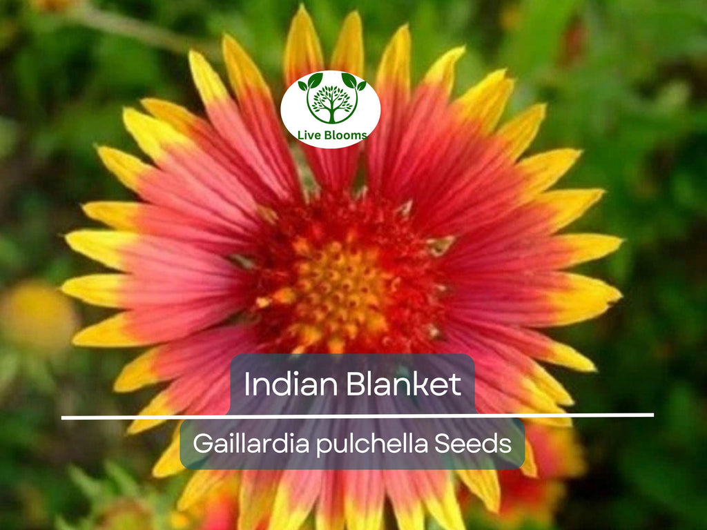 200 Indian Blanket Flower Seeds – Gaillardia pulchella | Heirloom Non-GMO | Blanket Flower for Meadows, Pollinators, Easy Care