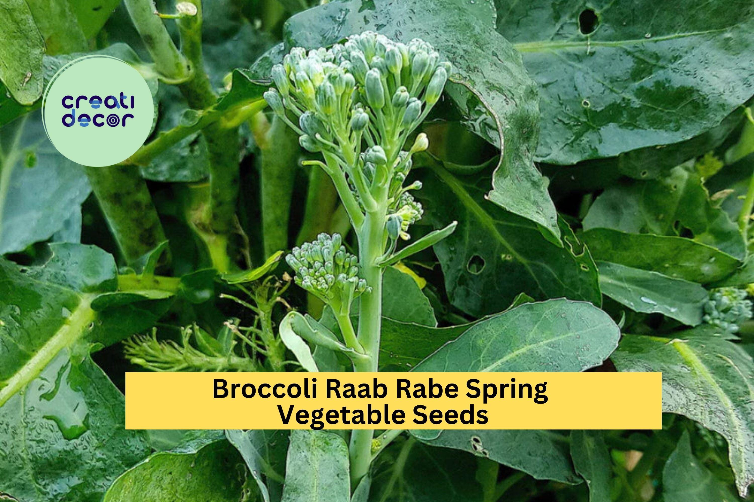 3pcs x 5mg Broccoli Raab Seeds – Spring Rapini Rabe Variety for Raised Beds, Garden Rows, or Container Growing Seeds for Planting