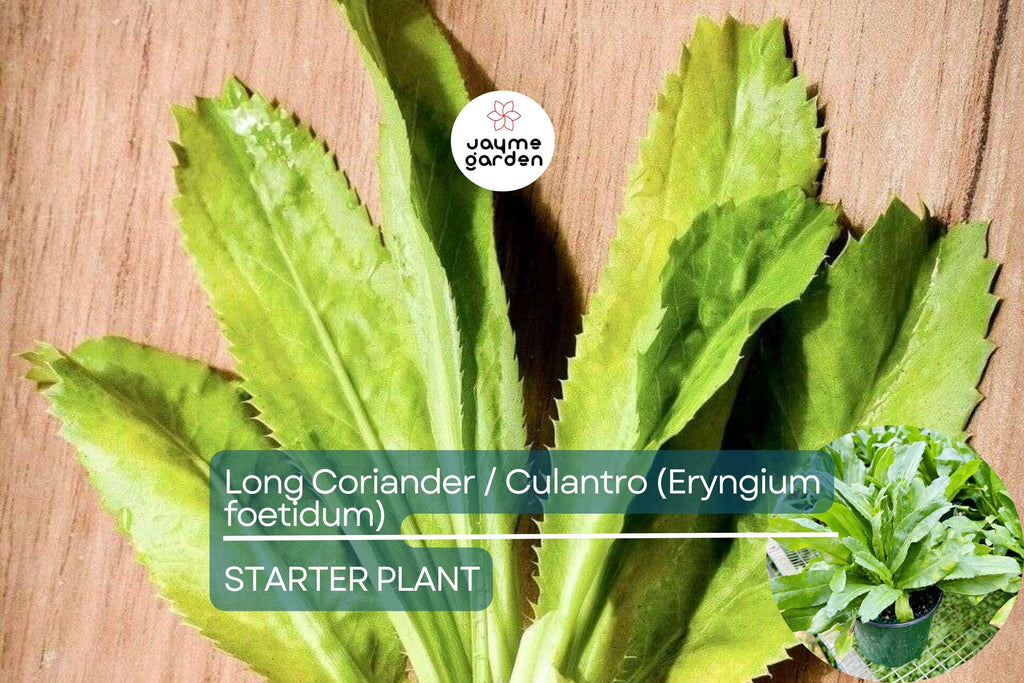 Long Coriander/Culantro Starter Plant – Vibrant Live Herb (Eryngium foetidum) | Tropical Culinary Delight | Mature 12-18 inches tall