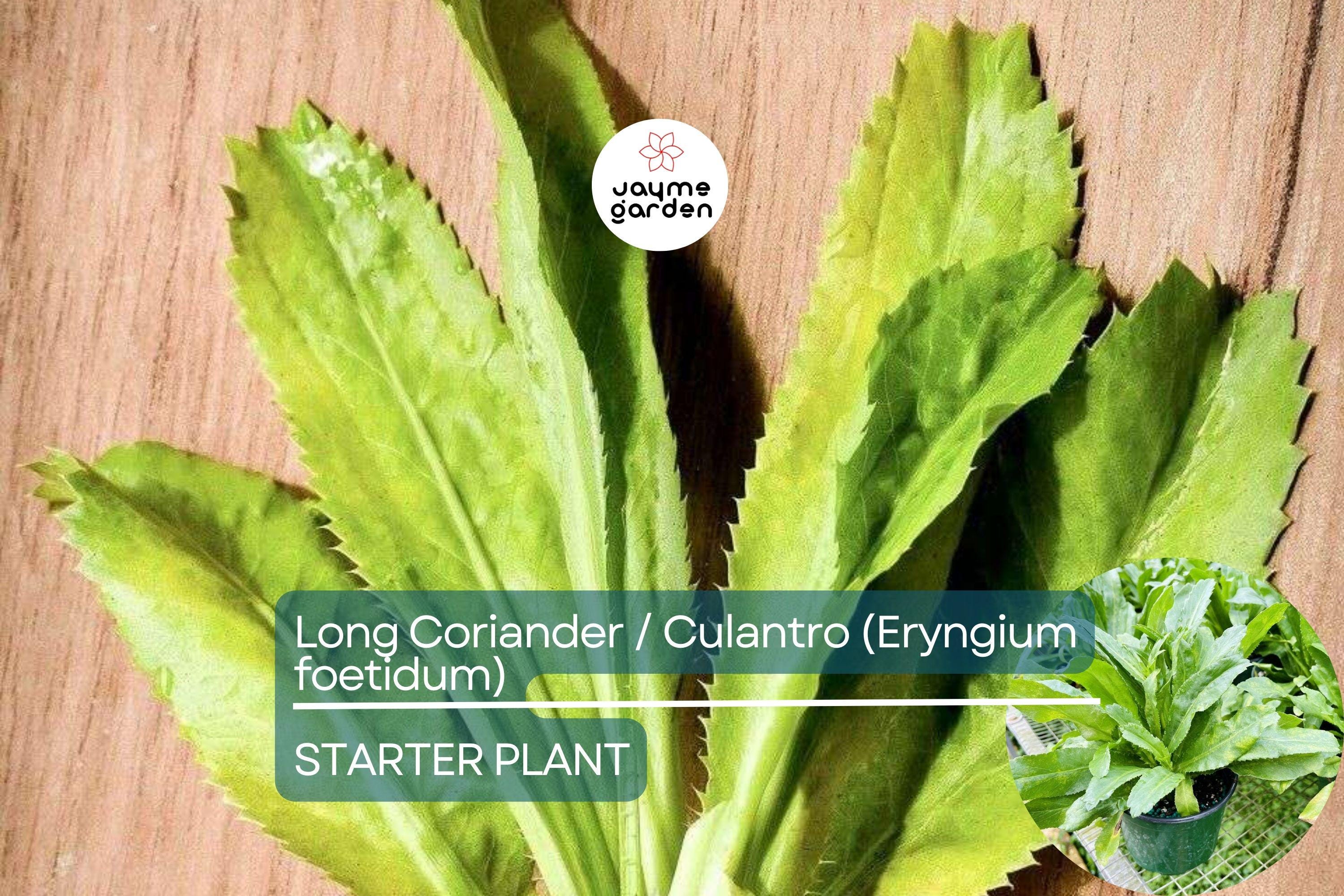 Long Coriander/Culantro Starter Plant – Vibrant Live Herb (Eryngium foetidum) | Tropical Culinary Delight | Mature 12-18 inches tall