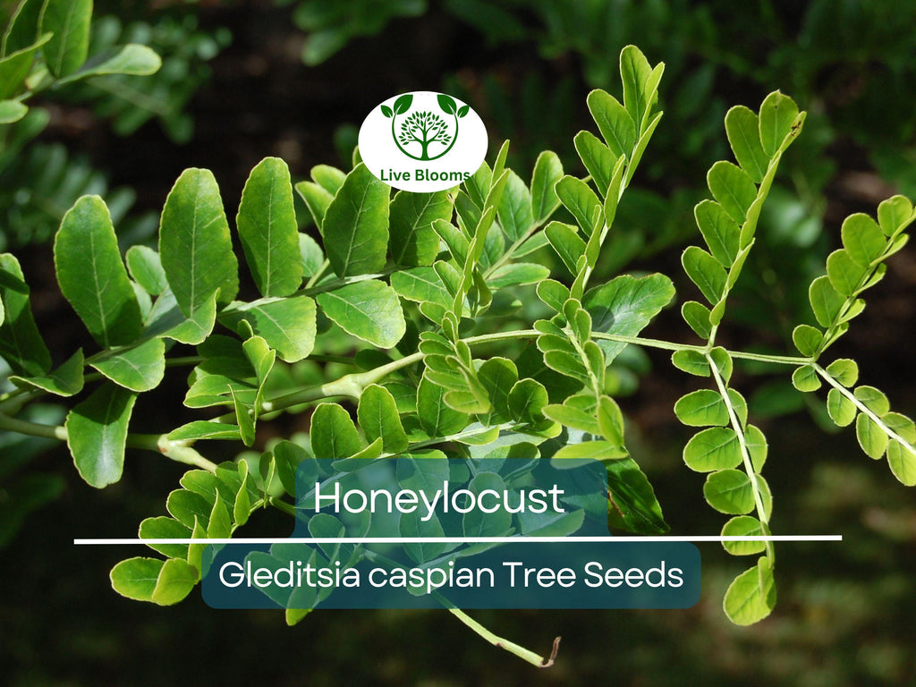 10 Honeylocust Tree Seeds (Gleditsia caspian) | Fast-Growing, Hardy Tree | Ideal for Shade, Landscaping, & Fast-Green Cover