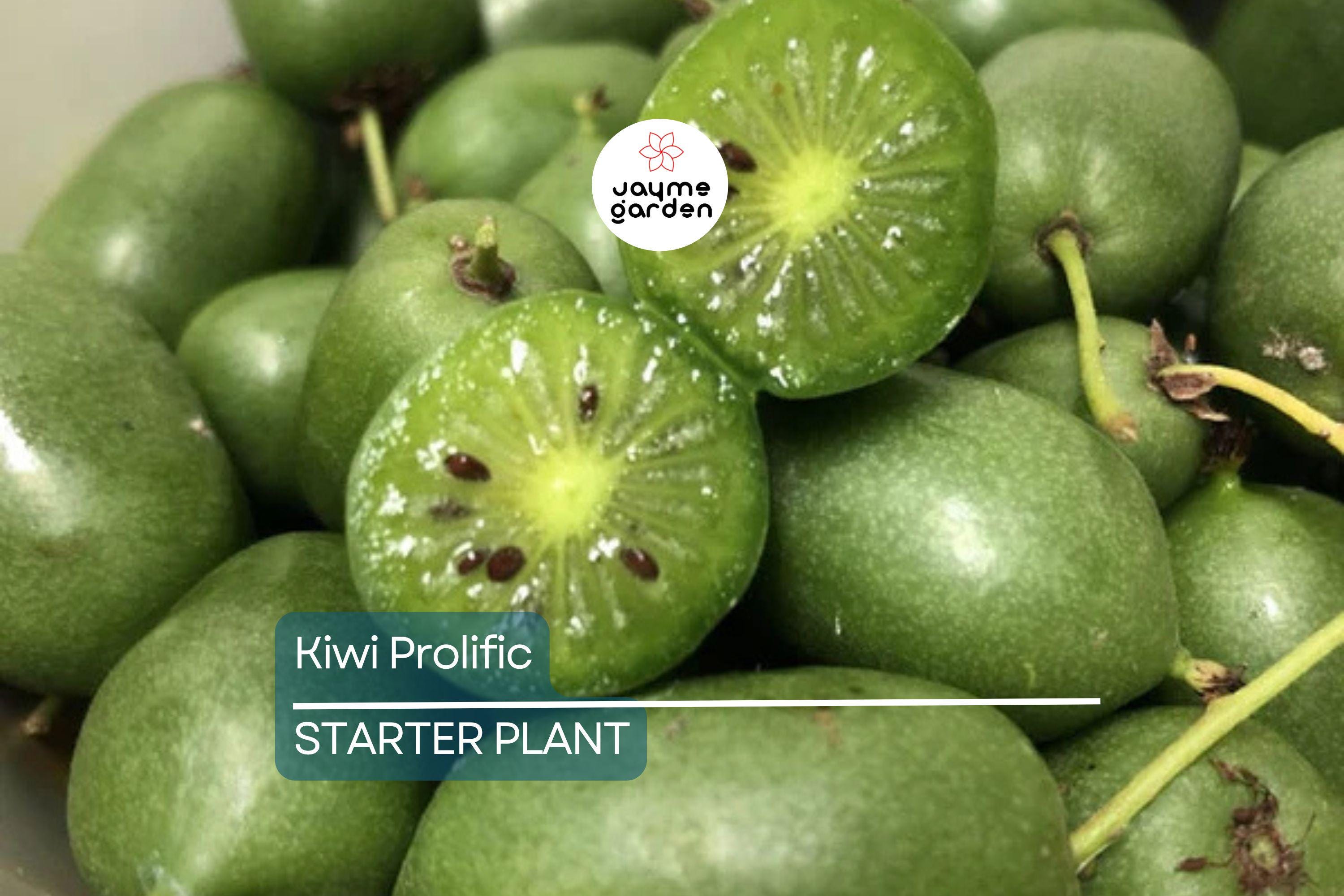 Kiwi Prolific Vine Small Starter Plant | Self-Pollinating & Easy to Grow | Cold Hardy | Smooth-Skinned Fruit | Zones 4-8
