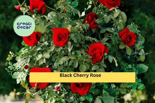 Black Cherry Rose Cuttings | 3 Fresh Rose Stem Cuttings | Live Rose Scionwood for Rooting or Grafting Garden Roses